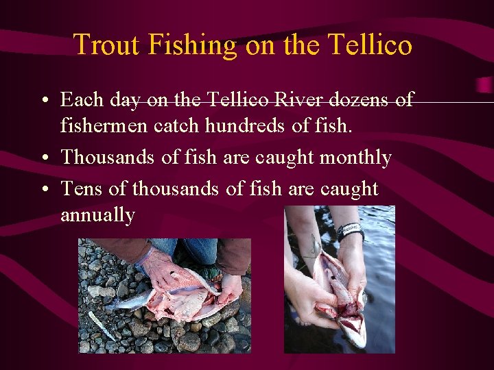 Trout Fishing on the Tellico • Each day on the Tellico River dozens of