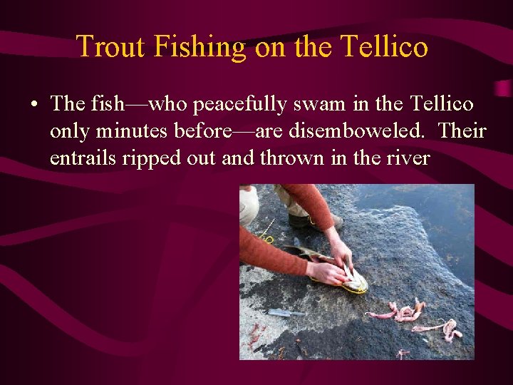 Trout Fishing on the Tellico • The fish—who peacefully swam in the Tellico only