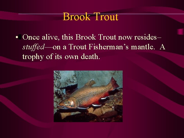 Brook Trout • Once alive, this Brook Trout now resides– stuffed—on a Trout Fisherman’s