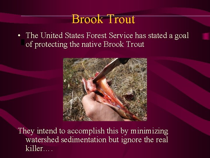 Brook Trout • The United States Forest Service has stated a goal of protecting