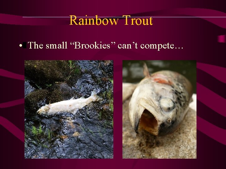 Rainbow Trout • The small “Brookies” can’t compete… 