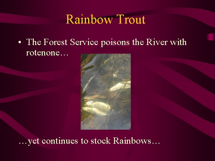 Rainbow Trout • The Forest Service poisons the River with rotenone… …yet continues to