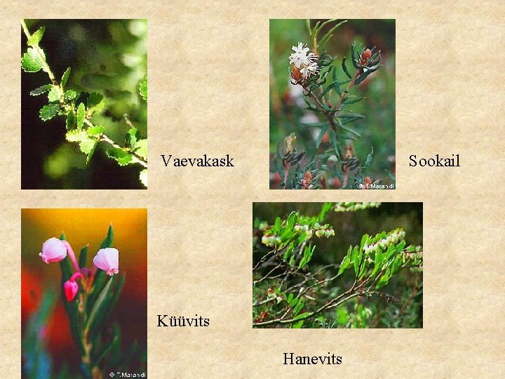 Vaevakask Sookail Küüvits Hanevits 