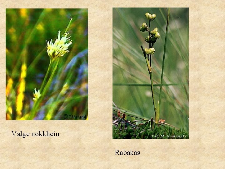 Valge nokkhein Rabakas 