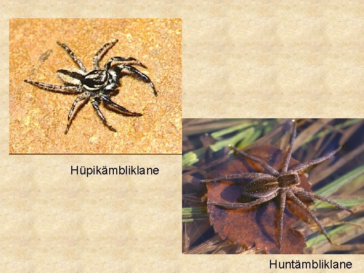 Hüpikämbliklane Huntämbliklane 