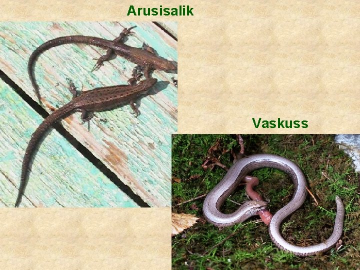 Arusisalik Vaskuss 