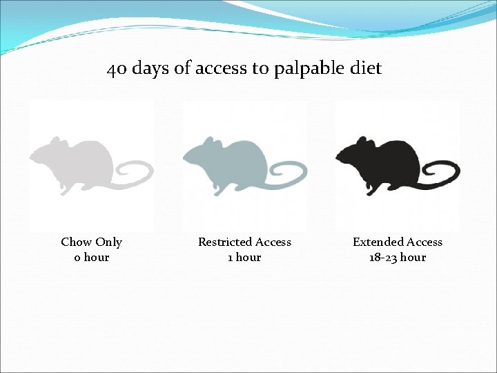 40 days of access to palpable diet Chow Only 0 hour Restricted Access 1
