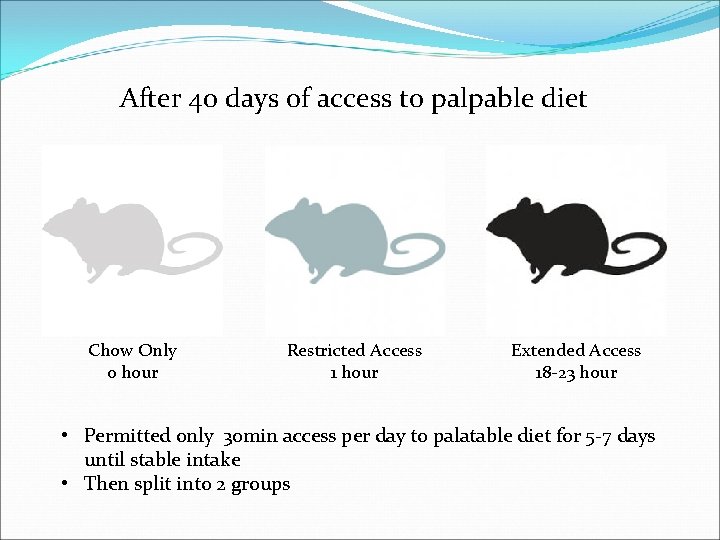 After 40 days of access to palpable diet Chow Only 0 hour Restricted Access