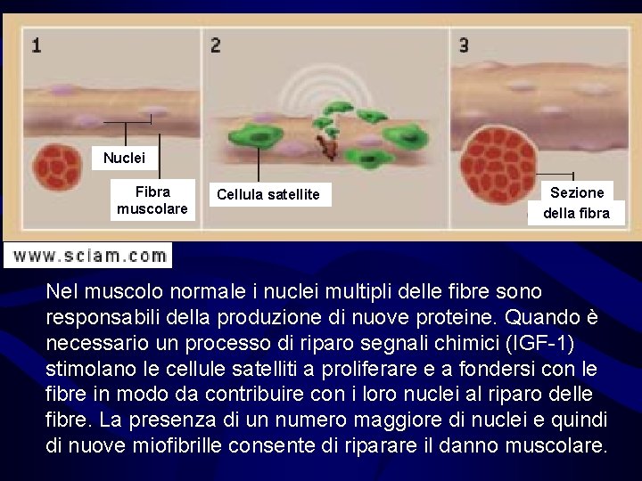 Nuclei Fibra muscolare Cellula satellite Sezione della fibra Nel muscolo normale i nuclei multipli