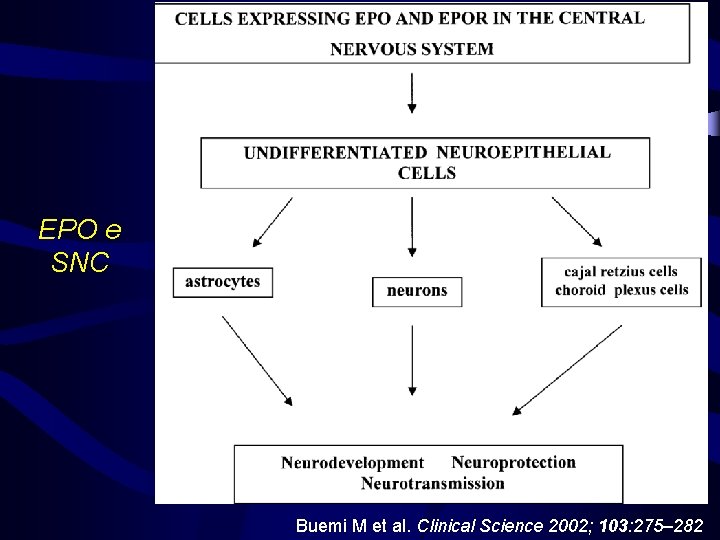 EPO e SNC Buemi M et al. Clinical Science 2002; 103: 275– 282 