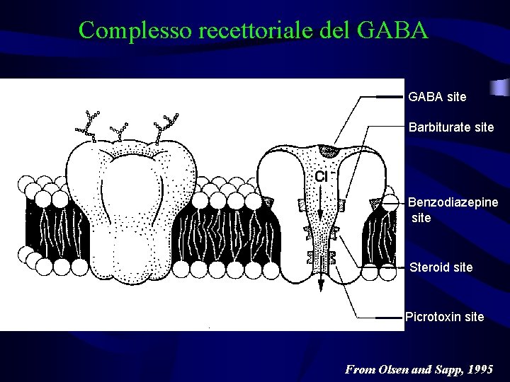 Complesso recettoriale del GABA site Barbiturate site Benzodiazepine site Steroid site Picrotoxin site From