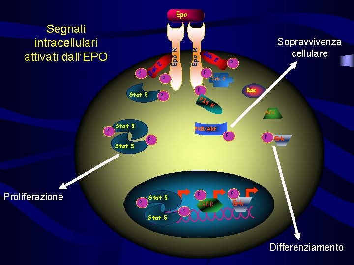 Epo Stat 5 2 Ja k Epo R K Ja P Epo R Segnali