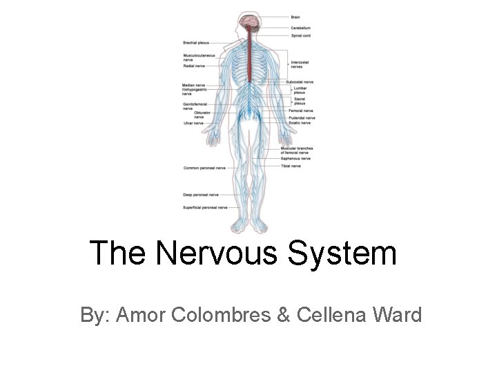 The Nervous System By: Amor Colombres & Cellena Ward 