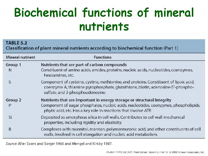 Biochemical functions of mineral nutrients 