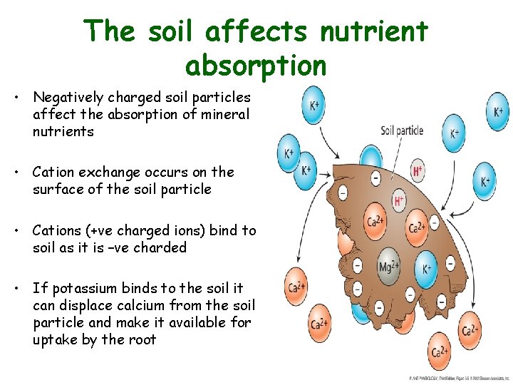 The soil affects nutrient absorption • Negatively charged soil particles affect the absorption of