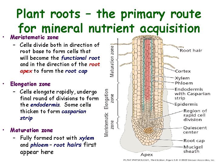 Plant roots – the primary route for mineral nutrient acquisition • Meristematic zone –