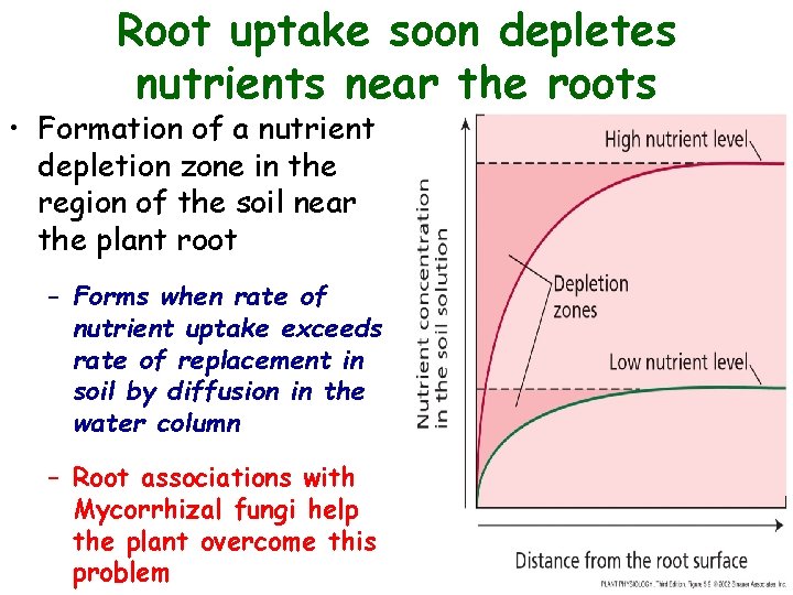 Root uptake soon depletes nutrients near the roots • Formation of a nutrient depletion