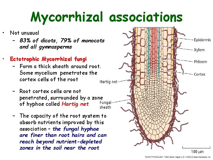 Mycorrhizal associations • Not unusual – 83% of dicots, 79% of monocots and all