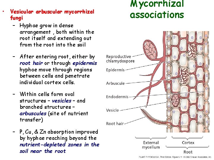  • Vesicular arbuscular mycorrhizal fungi – Hyphae grow in dense arrangement , both