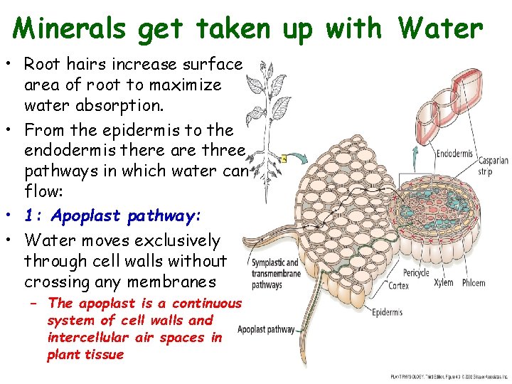 Minerals get taken up with Water • Root hairs increase surface area of root