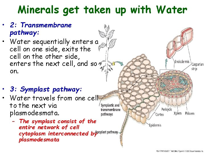Minerals get taken up with Water • 2: Transmembrane pathway: • Water sequentially enters