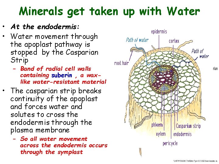 Minerals get taken up with Water • At the endodermis: • Water movement through