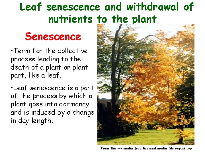 Leaf senescence and withdrawal of nutrients to the plant Senescence • Term for the