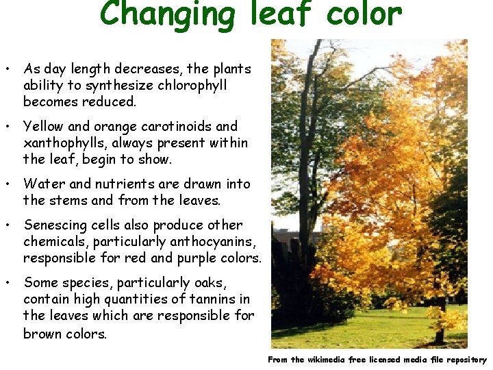 Changing leaf color • As day length decreases, the plants ability to synthesize chlorophyll