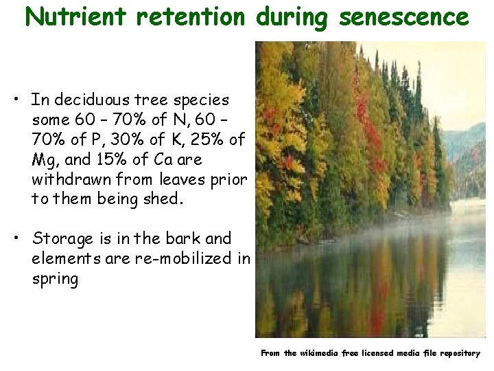 Nutrient retention during senescence • In deciduous tree species some 60 – 70% of