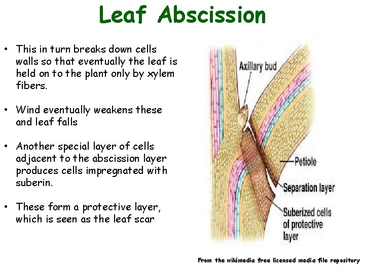 Leaf Abscission • This in turn breaks down cells walls so that eventually the