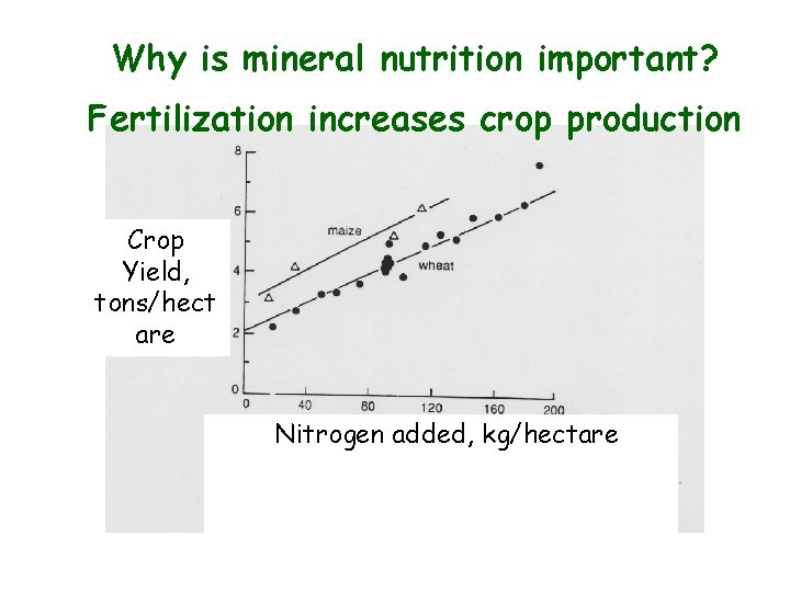 Why is mineral nutrition Add more fertilizer nitrogen, get moreimportant? crop production. Fertilization increases