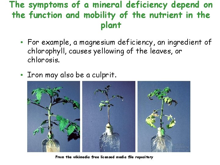 The symptoms of a mineral deficiency depend on the function and mobility of the