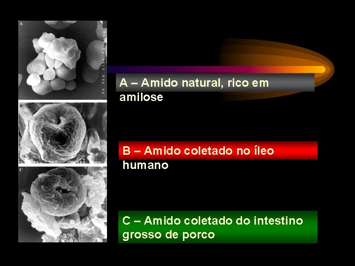 A – Amido natural, rico em amilose B – Amido coletado no íleo humano