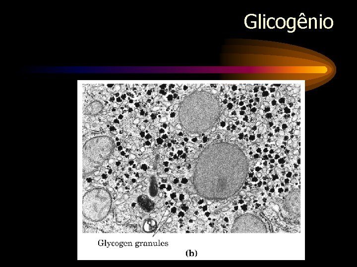 Glicogênio 