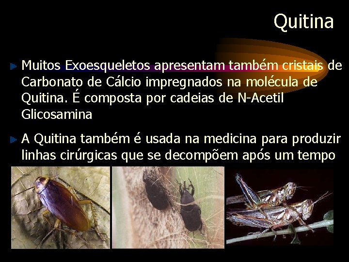 Quitina Muitos Exoesqueletos apresentam também cristais de Carbonato de Cálcio impregnados na molécula de