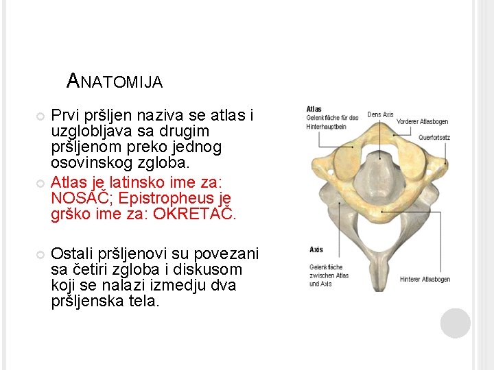 ANATOMIJA Prvi pršljen naziva se atlas i uzglobljava sa drugim pršljenom preko jednog osovinskog