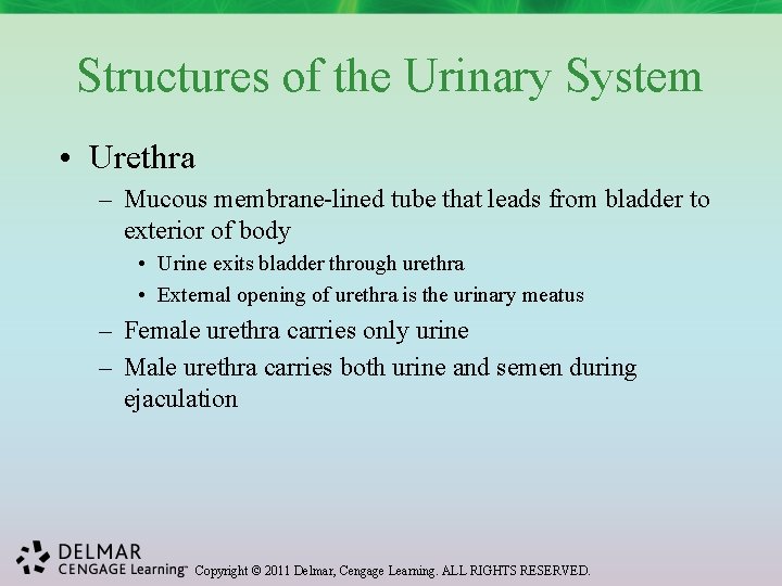 Structures of the Urinary System • Urethra – Mucous membrane-lined tube that leads from