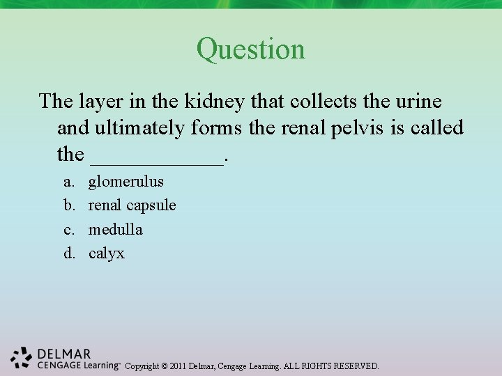 Question The layer in the kidney that collects the urine and ultimately forms the