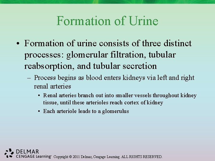 Formation of Urine • Formation of urine consists of three distinct processes: glomerular filtration,