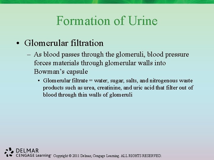 Formation of Urine • Glomerular filtration – As blood passes through the glomeruli, blood