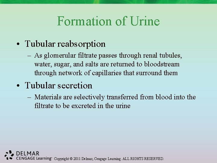 Formation of Urine • Tubular reabsorption – As glomerular filtrate passes through renal tubules,