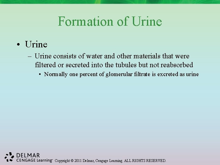 Formation of Urine • Urine – Urine consists of water and other materials that