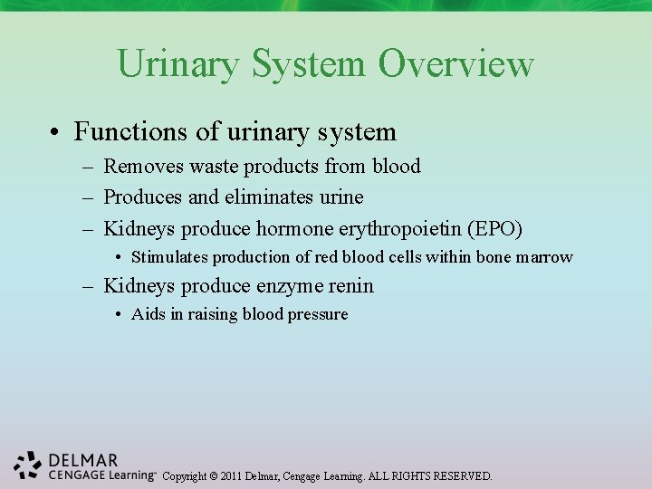 Urinary System Overview • Functions of urinary system – Removes waste products from blood