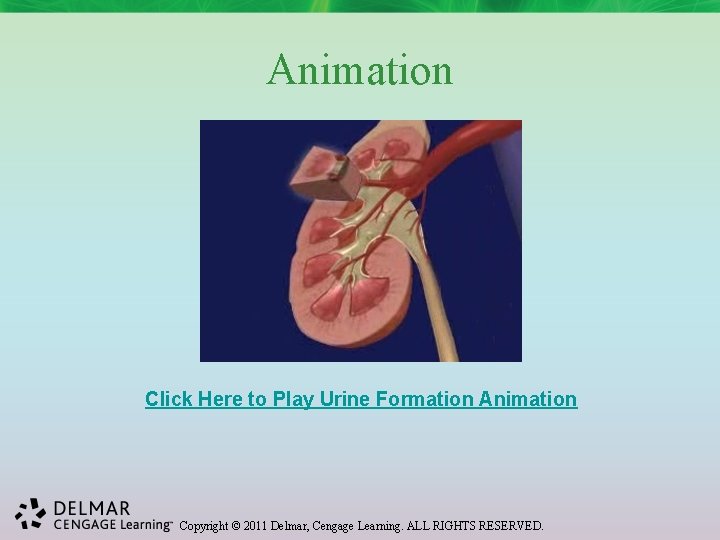 Animation Click Here to Play Urine Formation Animation Copyright © 2011 Delmar, Cengage Learning.