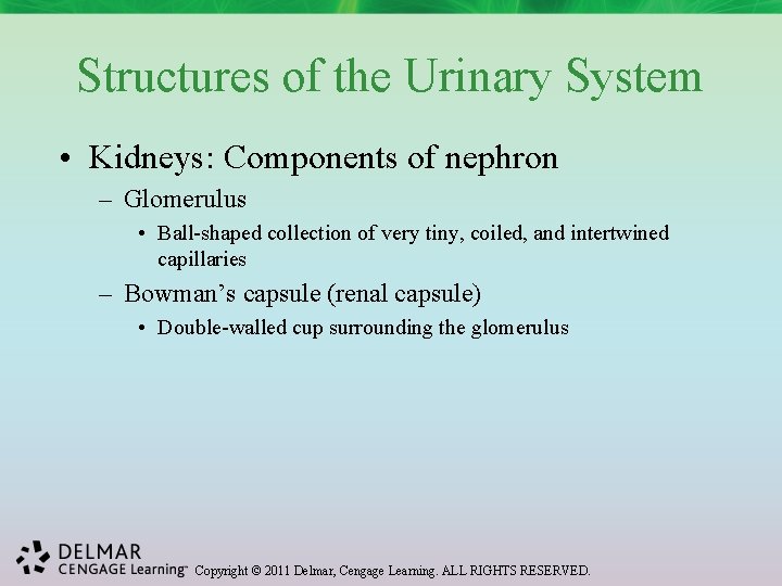 Structures of the Urinary System • Kidneys: Components of nephron – Glomerulus • Ball-shaped