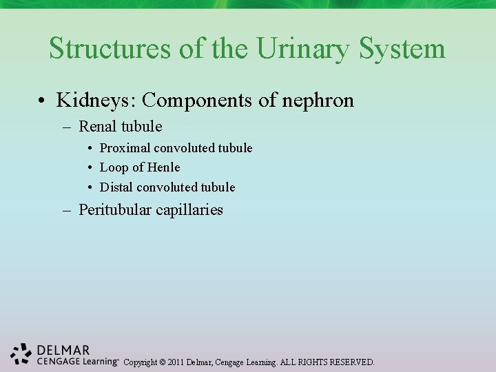 Structures of the Urinary System • Kidneys: Components of nephron – Renal tubule •