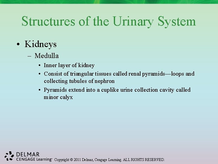 Structures of the Urinary System • Kidneys – Medulla • Inner layer of kidney