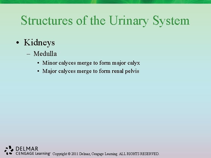Structures of the Urinary System • Kidneys – Medulla • Minor calyces merge to
