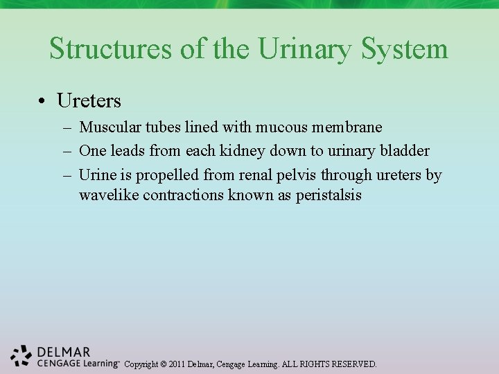 Structures of the Urinary System • Ureters – Muscular tubes lined with mucous membrane