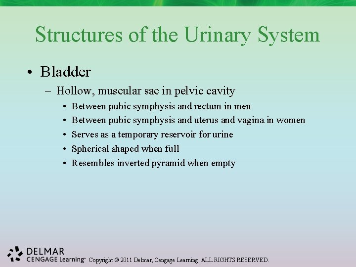 Structures of the Urinary System • Bladder – Hollow, muscular sac in pelvic cavity